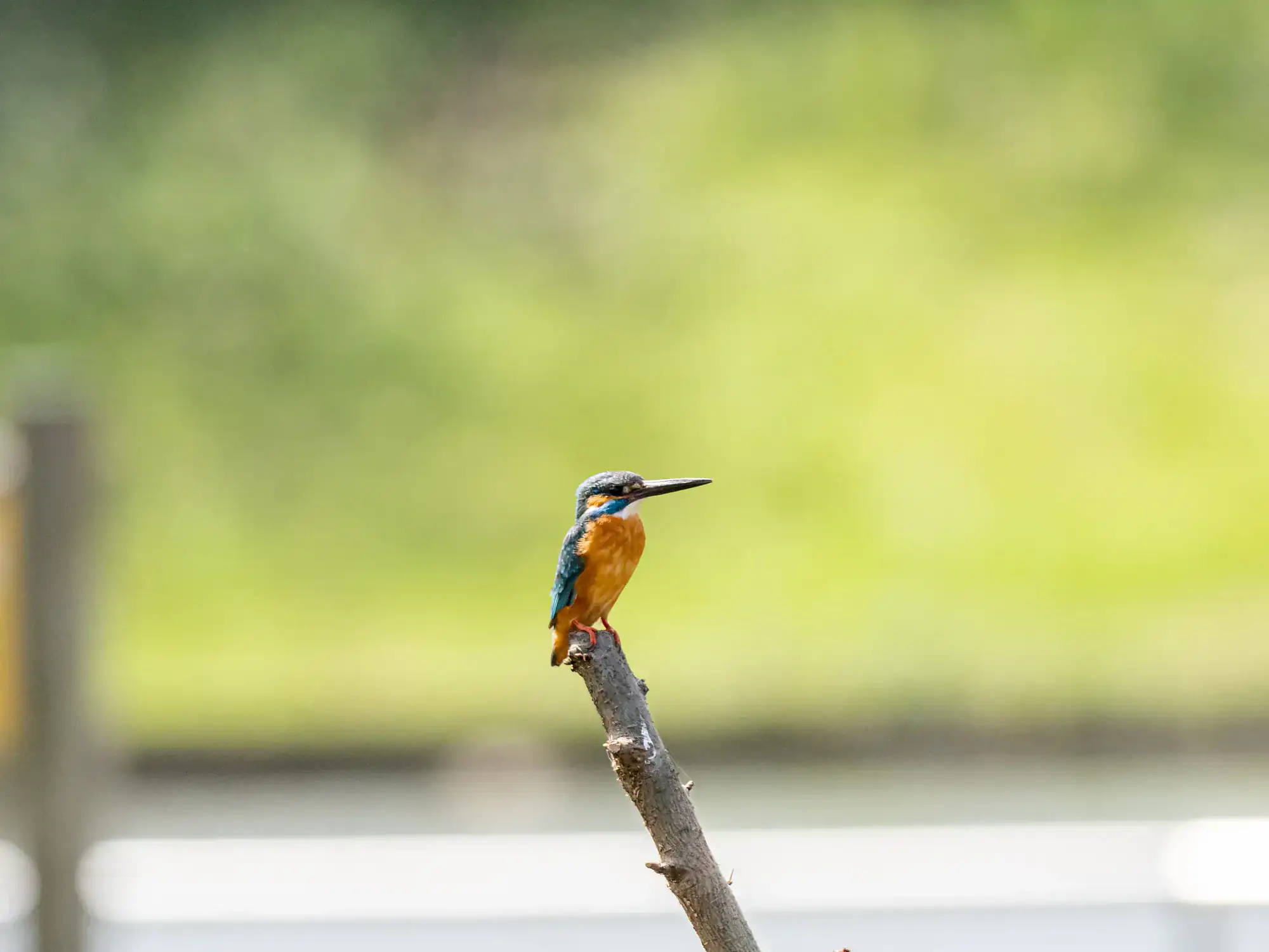 Darjeeling Wildlife & Nature Trail