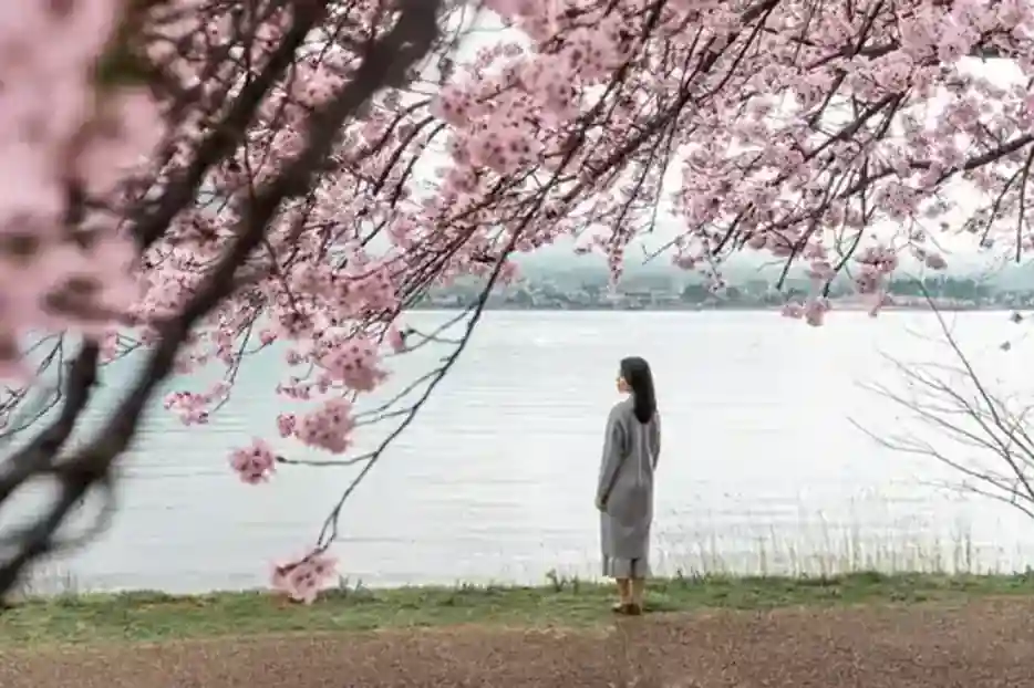 Cherry Blossom Japan Tour