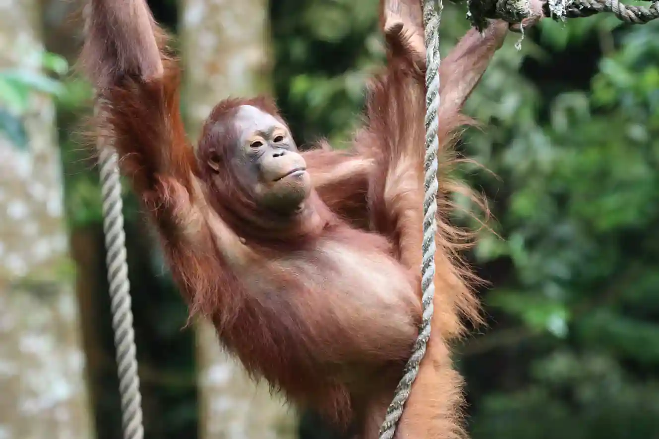 Borneo Wildlife Adventure