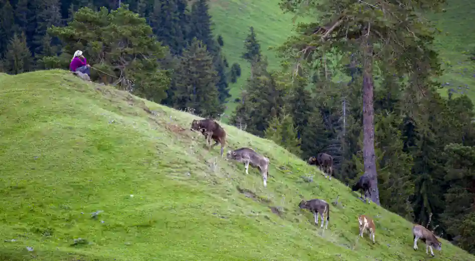 Sikkim Wildlife & Nature Trail